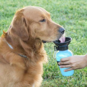 Garrafa bebedouro de água para cães